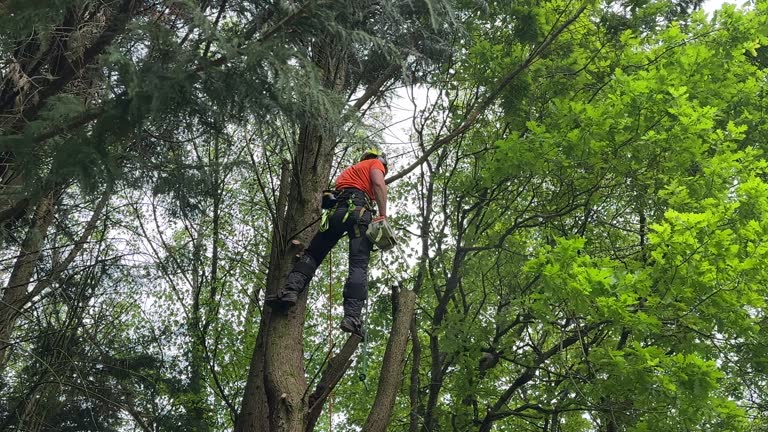 How Our Tree Care Process Works  in Comanche, TX